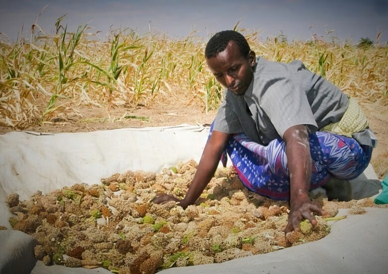 AGRICULTURE AND FOOD SECURITY
