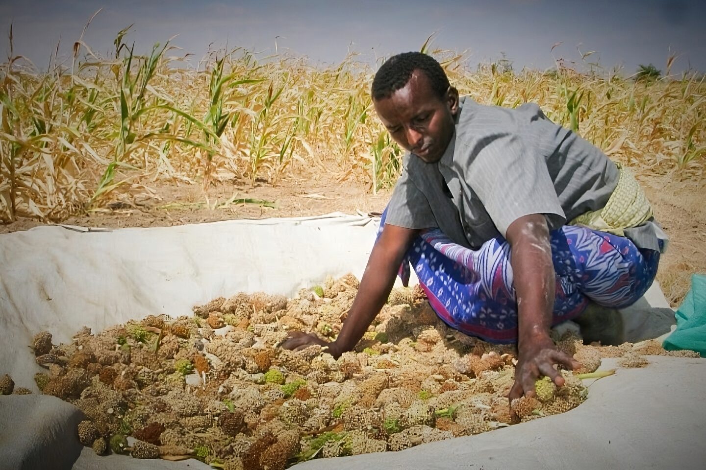 AGRICULTURE AND FOOD SECURITY
